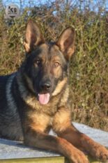 Orno – Personal Protection Dog